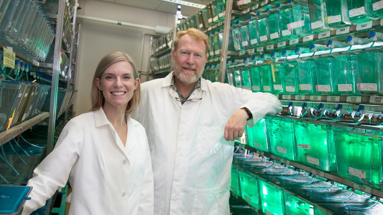 Dena Leerberg and Associate Professor Bruce Draper, Department of Molecular and Cellular Biology